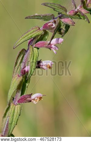 Red Bartsia (odonites Vernus) Flower