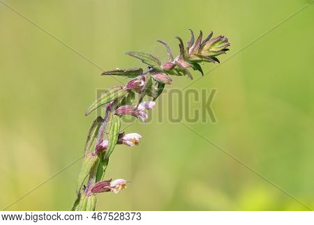 Red Bartsia (odonites Vernus) Flower