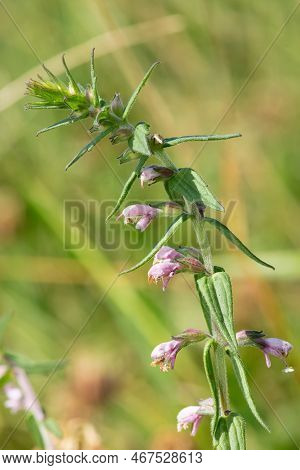 Red Bartsia (odonites Vernus) Flower