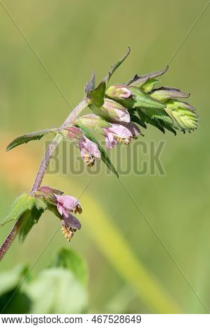 Red Bartsia (odonites Vernus) Flower