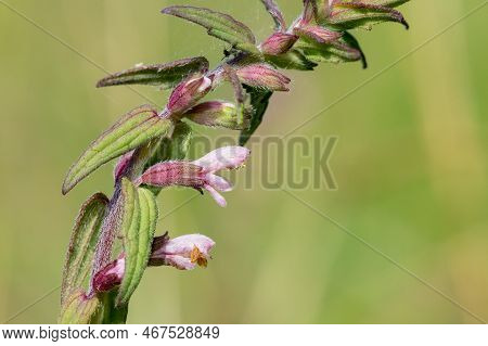 Red Bartsia (odonites Vernus) Flower