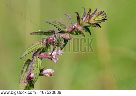 Red Bartsia (odonites Vernus) Flower