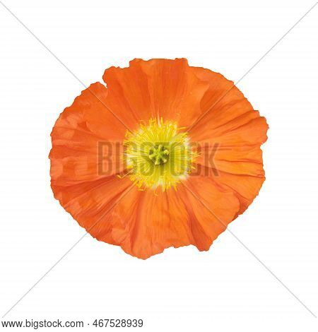 Orange Poppy Flower Isolated On White Background. Flowers Isolated.