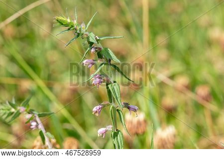 Macro Shot Of A Red Bartsia (odonites Vernus) Plant In Bloom