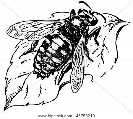Anthidium Manicatum
