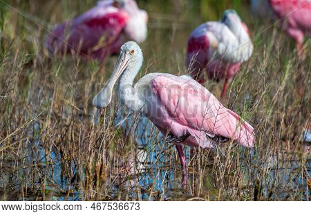 Roseate Spoonnbill At Merritt Island National Wildlife Refuge