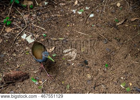 Bird Aramides Saracura In The Forest In The Wild