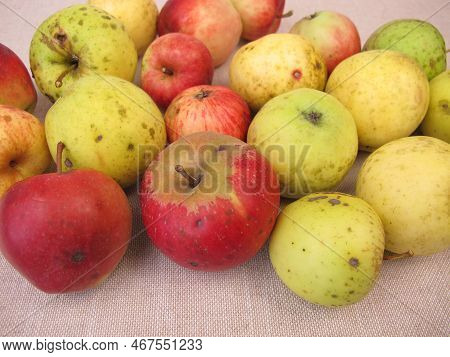 Weather Apples, Weather Damaged Apples With Hail Damage Or Sunburn From Garden And Meadow Orchard