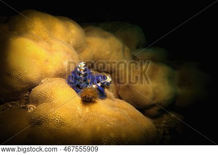 Christmas Tree Sea Worm , Tropical Coral Reef Scene. Spirobranchus Giganteus
