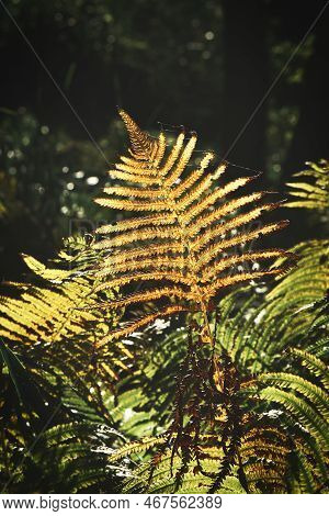 Yellow Green Fern Leaf At Autumn Time With Autumn Light. Fern Leaf In Foreground. Light Shines On Th