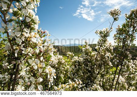 White Petals Of Cliff Fendlerbush Grow In Mesa Verde National Park
