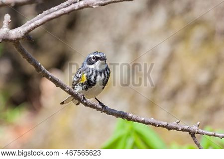 Yellow-rumped Warbler Searches For Insects While Perched On A Dead Tree Branch