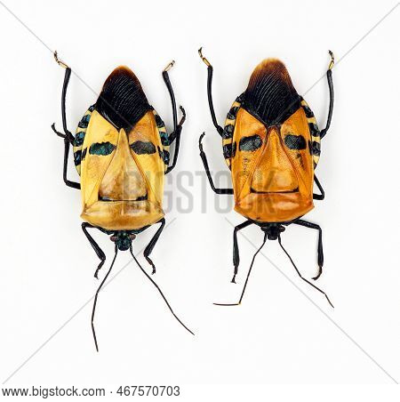 Unusual Insect Bugs, Human Face Mask Drawing Catacanthus Incarnatus Macro Close Up, Collection Insec