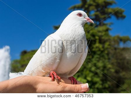 Pigeon sitting on a palm