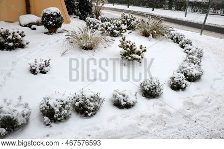 Paving Gray Granite Cubes, Transport Hub, With Flowers And Grasses In The Middle Of The Circle. Coni