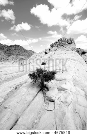 Close Up sulle rocce con un piccolo albero - Snow Canyon Utah