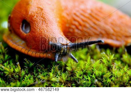 An Orange Slug On Moss In The Sunshine