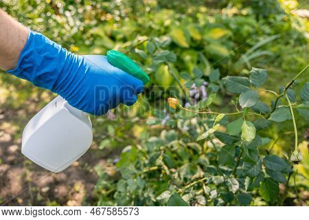 Treatment In The Garden Of Young Shoots Of Roses From Aphids, Whiteflies And Insect Pests