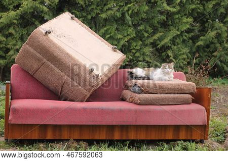 Stray Tabby Cat With One Ear Lying Down On Old Pillows Of Pink Soft Old Sofa As Trash On Dump. Recyc