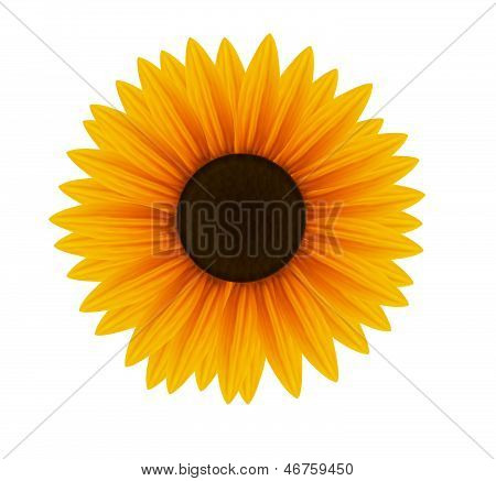 Girasole