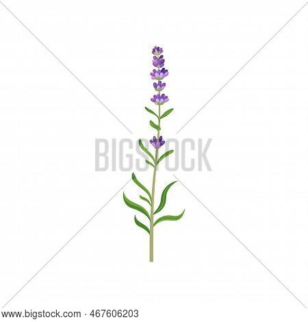 Lavender In Watercolor Style Vector Illustration. Beautiful Purple Flower, Lavendar Or Lavander Isol