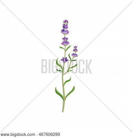 Lavender Flowers In Watercolor Style. Beautiful Purple Flower, Lavendar Or Lavander Isolated On Whit