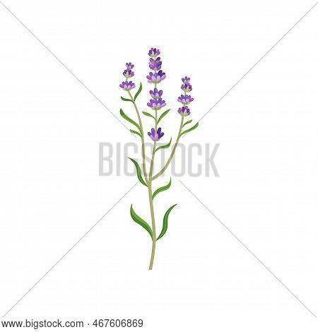 Lavender Flowers In Watercolor Style Vector Illustration. Beautiful Purple Flower, Lavendar Or Lavan