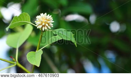 Fresh Green Kratom Leaf Or Mitragyna Speciosa With Kratom Flower