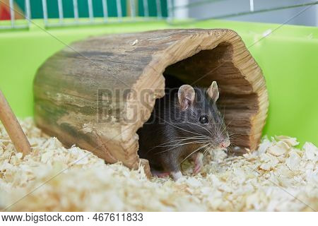 Black Rat Rattus Rattus In A Cute Wooden House In A Cage. Domestic Rat And Pets