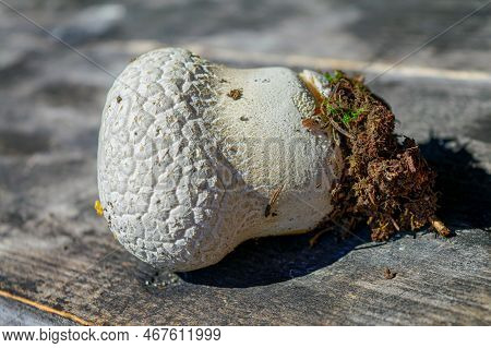 Mushroom Puffball Lies On The Background Of An Old Wooden Table Close-up.