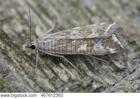 Closeup On A Mediterranean Beet Webworm Moth, Loxostege Sticticalis Sitting On Wood