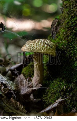 Xerocomellus Chrysenteron, Known As Boletus Chrysenteron Or Xerocomus Chrysenteron - Edible Mushroom