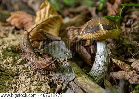 Leccinellum Pseudoscabrum Mushrooms In The Summer. Mushrooms Growing In The Forest