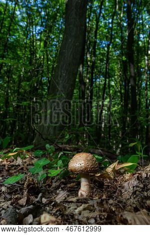 This Mushroom Is An Amanita Rubescens And It Grows In The Forest