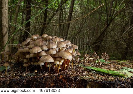 Clustered Bonnet Mycena Inclinata Growing On A Mossy Stump