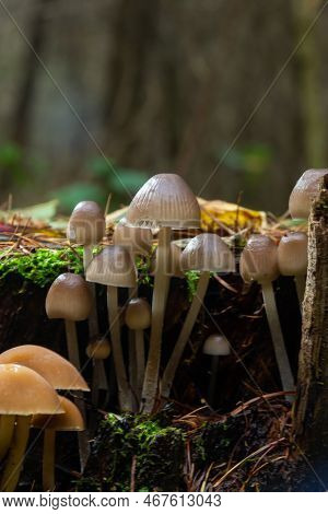 Clustered Bonnet Mycena Inclinata Growing On A Mossy Stump
