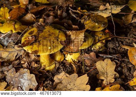 A Closeup Of Cortinarius Triumphans, In A Natural Environment Against The Background Of The Forest