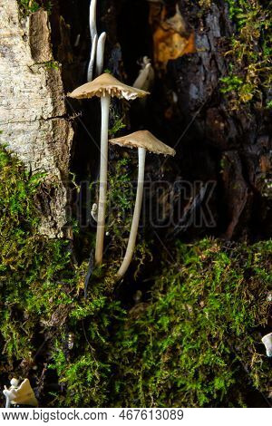 Magic Mushrooms Growing On Moss. Most Probably Mycena Galericulata
