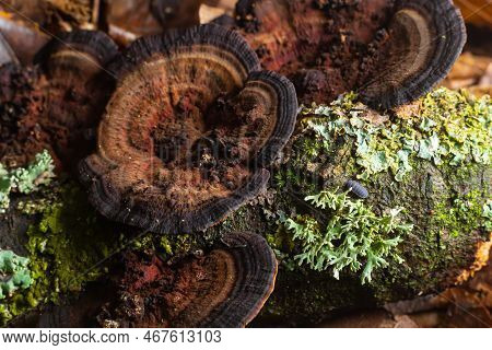 Mushroom Called Daedaleopsis Growing On Sallow Wood In The Forest
