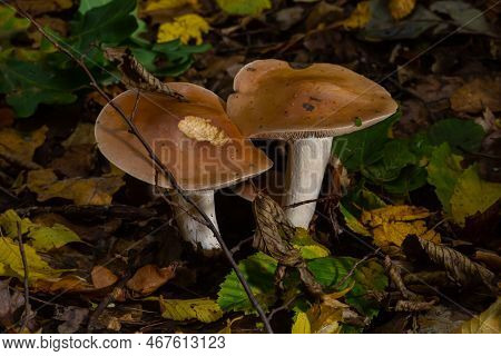 Poison Pie Mushroom Hebeloma Crustuliniforme Growing Through The Autumnal Leaves