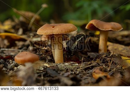 Gymnopus Hariolorum Mushrooms On The Old Stump