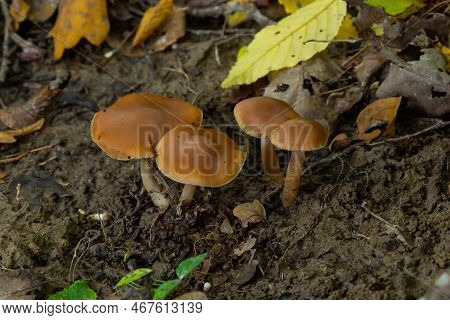 Gymnopus Hariolorum Mushrooms On The Old Stump