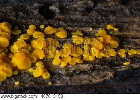 Very Small Fungus Yellow Fairy Cups Or Lemon Discos, Bisporella Citrina, On Old Wet Wood Macro Textu