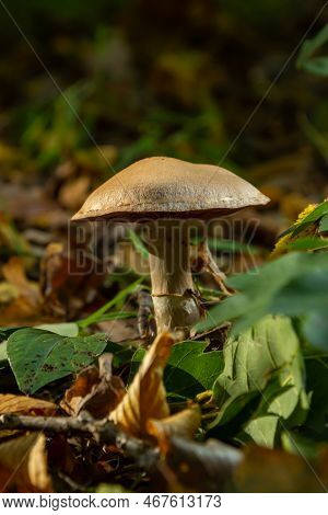 Gymnopus Hariolorum Mushrooms On The Old Stump