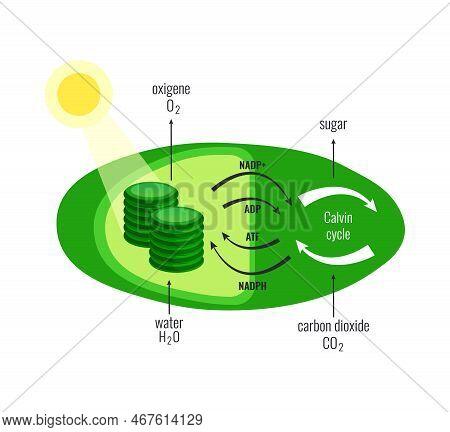 Biological Process Photosynthesis Composition With Light Energy Conversion Calvin Cycle Plants Cellu