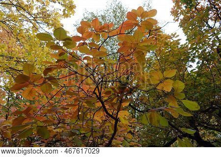 Green And Orange Autumnal Foliage Of Cotinus Coggygria In November