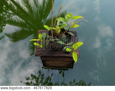 A Plant And Water Reflection, Looks Beautiful Suitable For Editing And Other Purposes