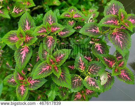 beautiful leaf ornamental plants originating from Asia and Africa, many kinds; Coleus