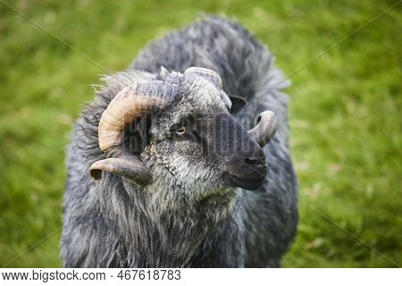 Sheep Lamb Grazing In The Countrside On Faroe Islands. Denmark
