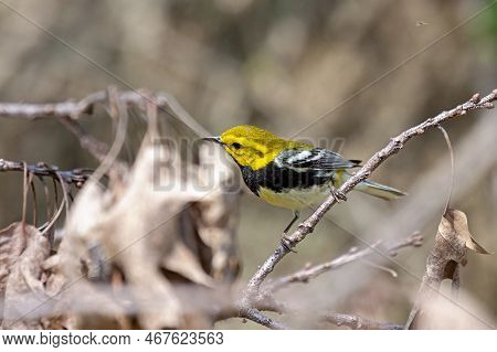 Black-throated Green Warbler Searches For Insects In The Dead Leaves Of The Tree Canopy.